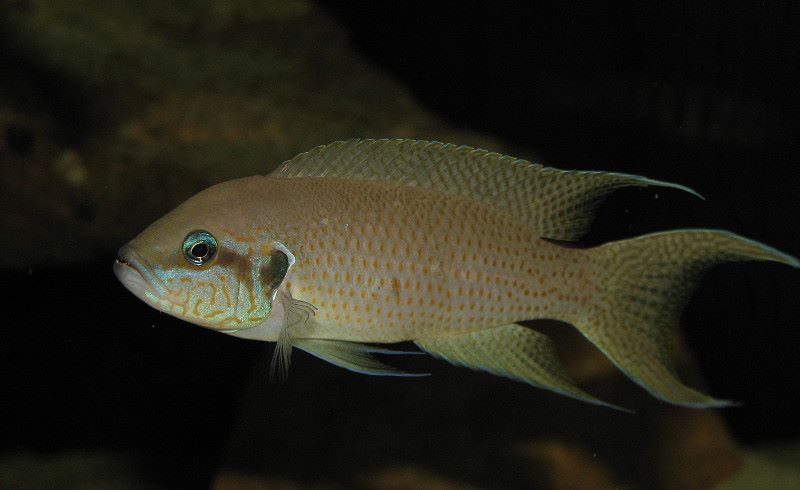 Neolamprologus brichardi 'Fulwe Rocks'
